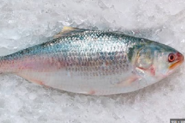 ইলিশ মাছ